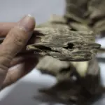 沉香片